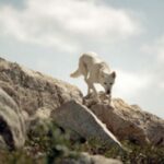 Koreansk Jindo