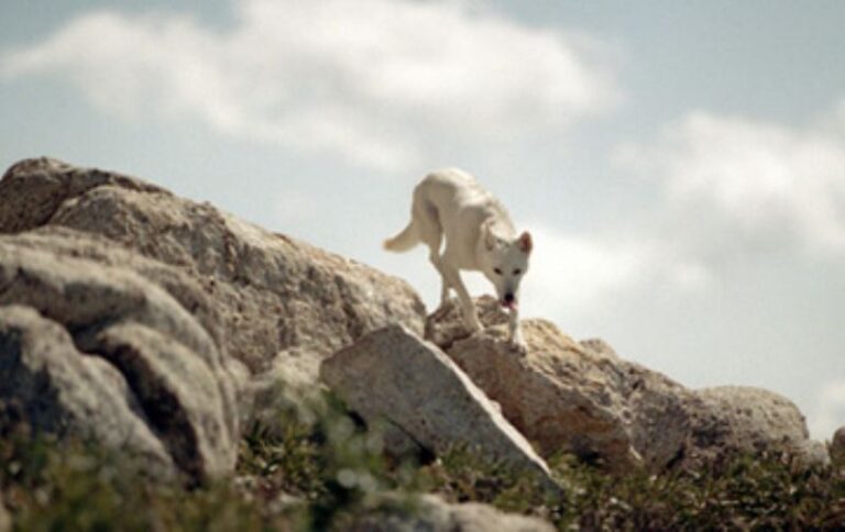 Koreansk Jindo