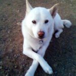 Koreansk Jindo