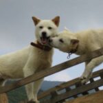 Koreansk Jindo