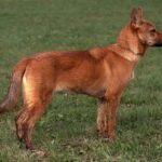 Koreansk Jindo