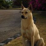 Koreansk Jindo