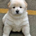 Koreansk Jindo