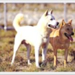 Koreansk Jindo