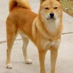 Koreansk Jindo