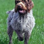 Wirehaired Pointing Griffon - Wikipedia