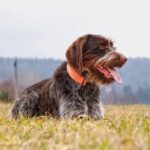 Wirehaired Pointing Griffon - American Kennel Club