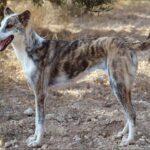 Kretahund