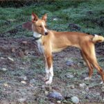 Kretahund
