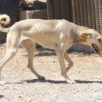 Kretahund