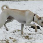 Kretahund