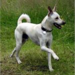 Kretahund