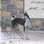 Kretahund