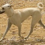 Kretahund