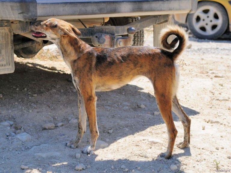 Kretahund