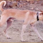 Kretahund