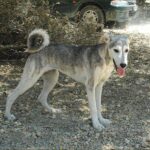 Kretahund