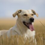 Kretahund