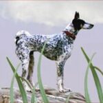 Kretahund