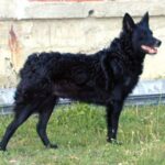 Kroatisk Gjeterhund