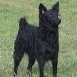 Kroatisk Gjeterhund
