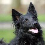 Kroatisk Gjeterhund