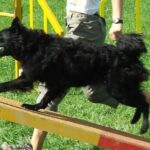 Kroatisk Gjeterhund