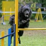 Kroatisk Gjeterhund