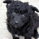 Kroatisk Gjeterhund