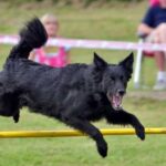Kroatisk Gjeterhund