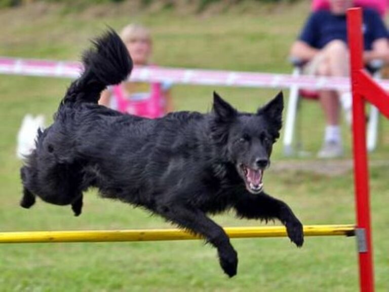 Kroatisk Gjeterhund