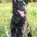 Kroatisk Gjeterhund