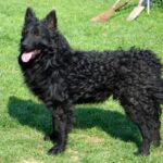 Kroatisk Gjeterhund