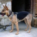 Kunming Dog