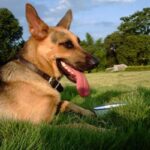 Kunming Dog