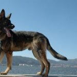 Kunming Dog