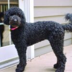 Labradoodle