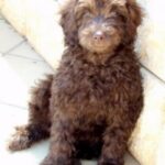 Labradoodle