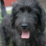 Labradoodle
