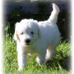 Labradoodle