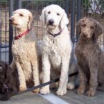 Labradoodle