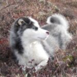 Labrador Husky