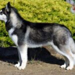 Labrador Husky