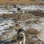 Labrador Husky
