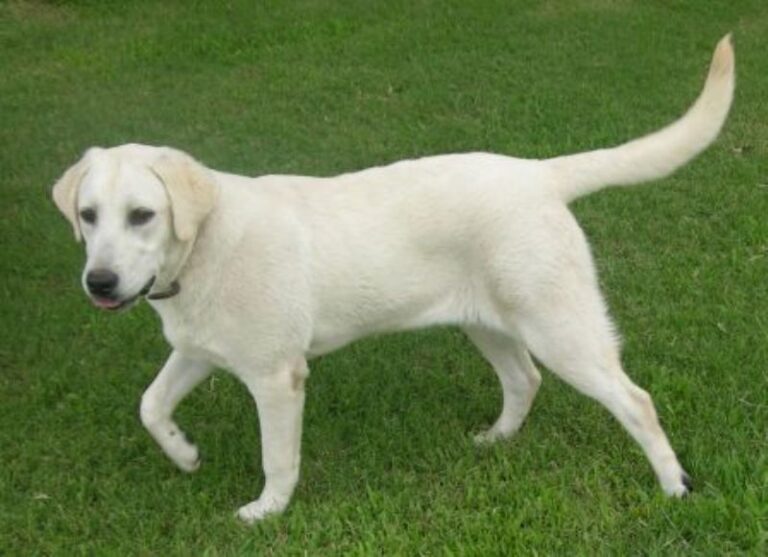 Labrador Retriever