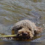 Lagotto Romagnolo
