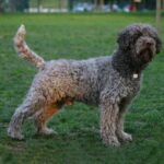 Lagotto Romagnolo