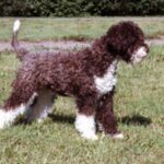 Lagotto Romagnolo