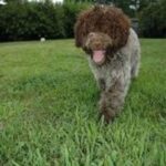 Lagotto Romagnolo