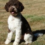 Lagotto Romagnolo